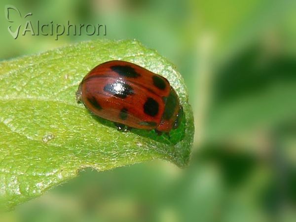 Gonioctena viminalis