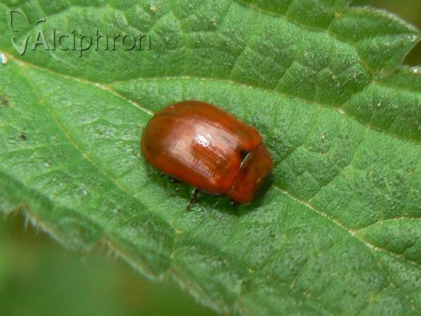 Gonioctena viminalis