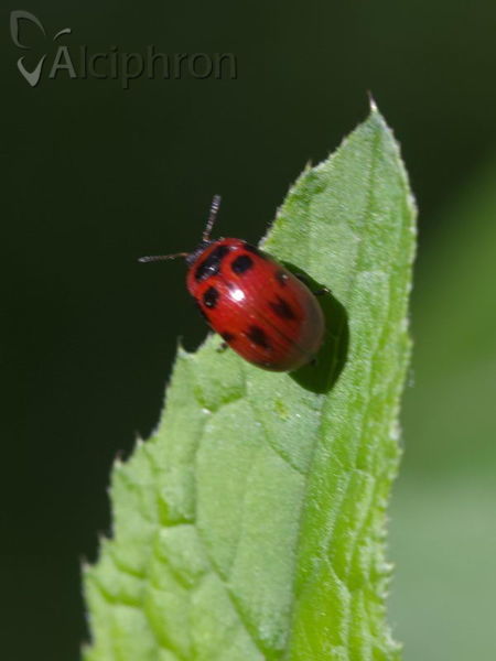 Gonioctena viminalis
