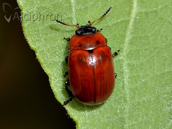 Gonioctena viminalis