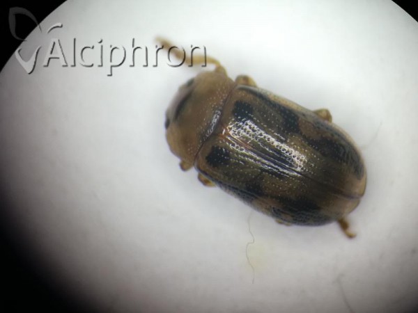 Gonioctena intermedia