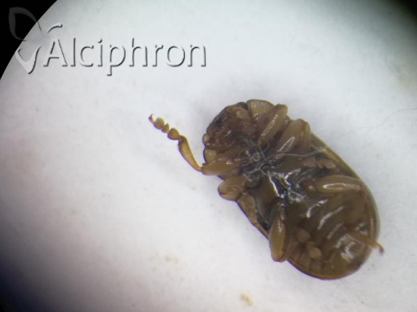 Gonioctena intermedia