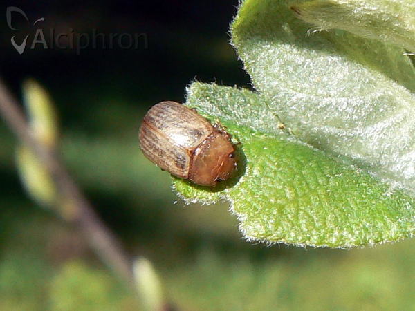 Gonioctena pallida