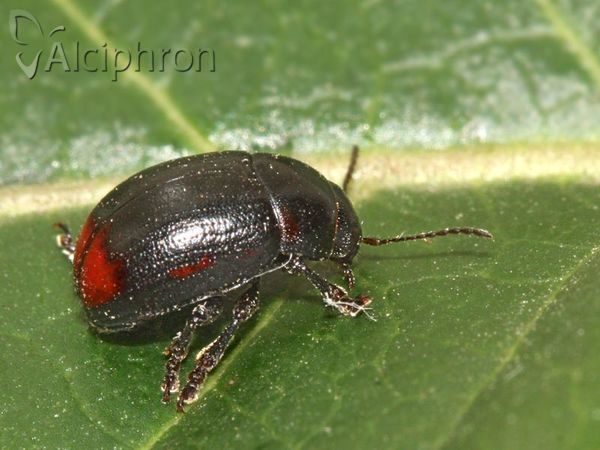 Gonioctena fornicata