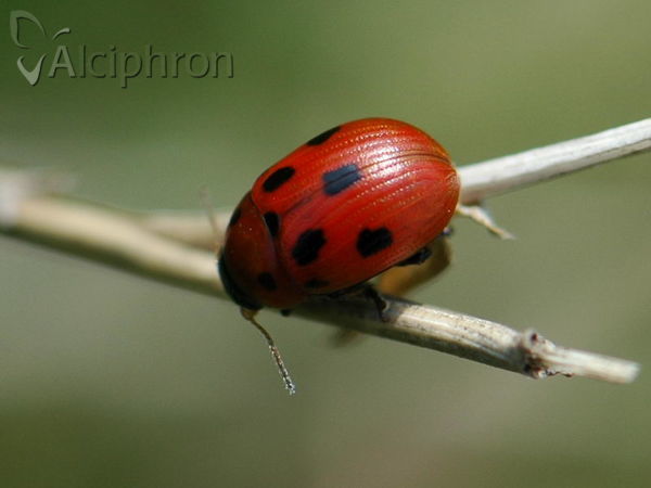 Gonioctena fornicata