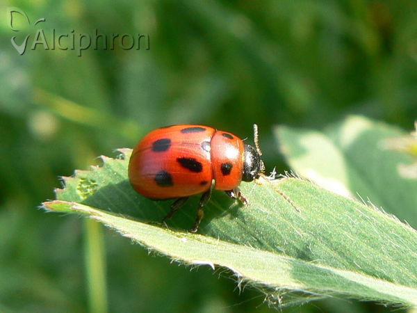 Gonioctena fornicata