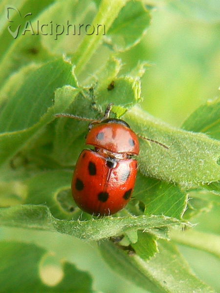 Gonioctena fornicata