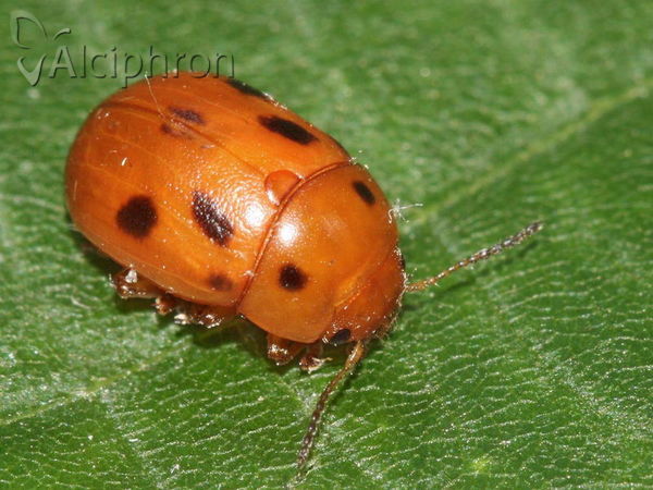 Gonioctena fornicata