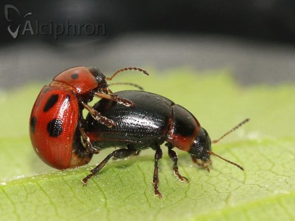 Gonioctena fornicata