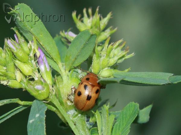 Gonioctena fornicata
