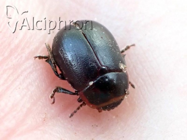Gonioctena fornicata