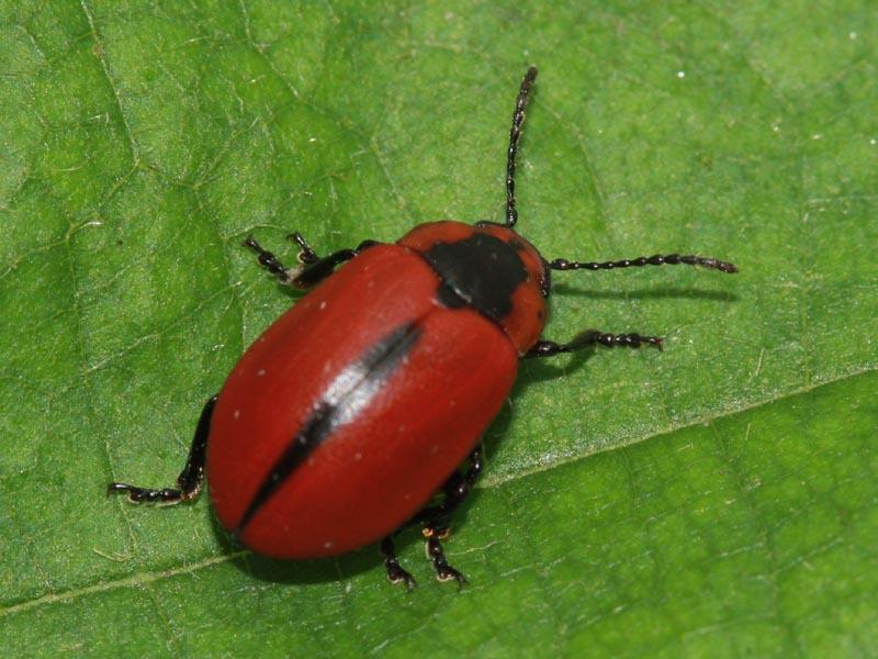 Entomoscelis adonidis