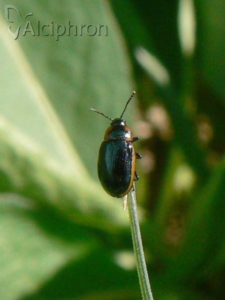 Hydrothassa marginella