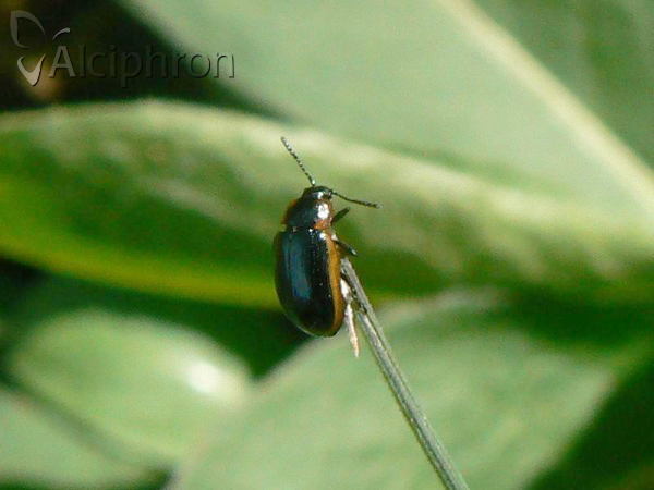 Hydrothassa marginella