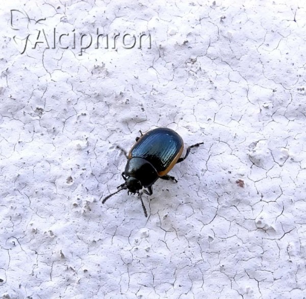 Hydrothassa glabra