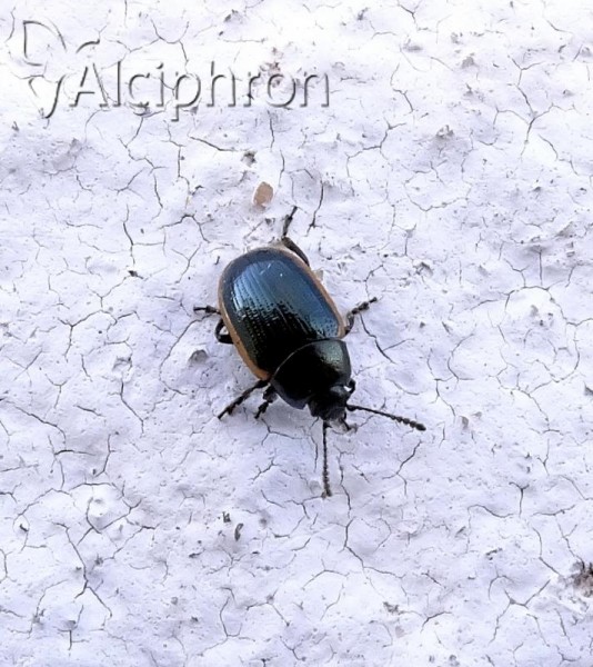 Hydrothassa glabra