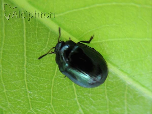 Phaedon cochleariae