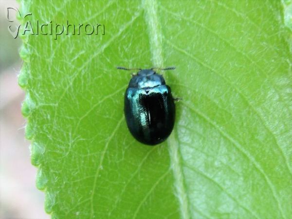 Phaedon cochleariae