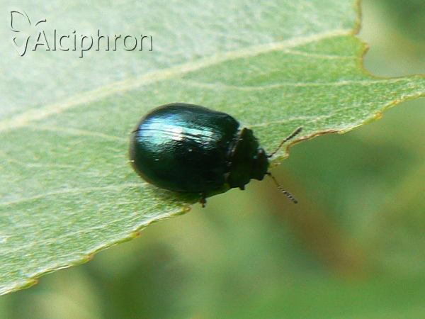Phaedon cochleariae