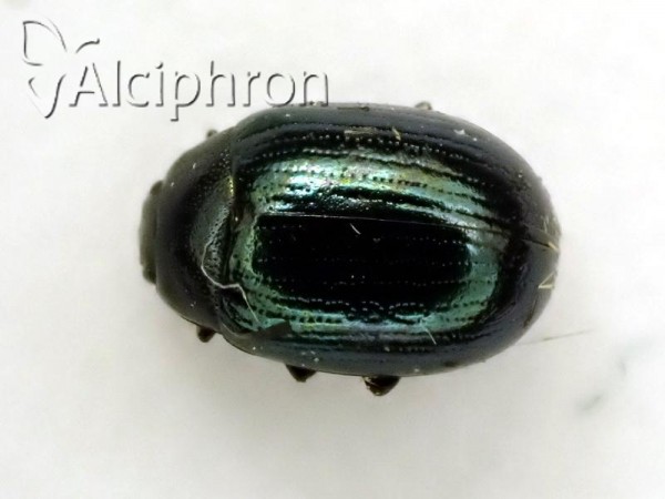 Phaedon cochleariae