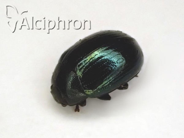 Phaedon cochleariae