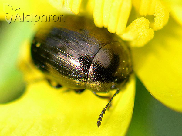 Phaedon laevigatus