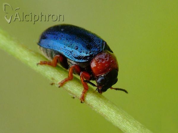 Gastrophysa polygoni