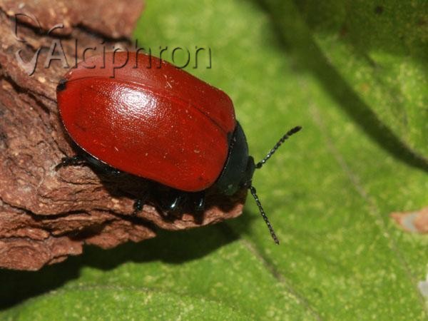Chrysomela populi
