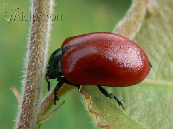 Chrysomela populi
