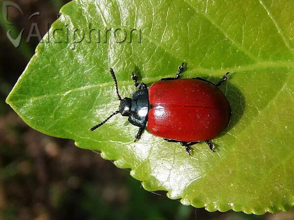 Chrysomela populi