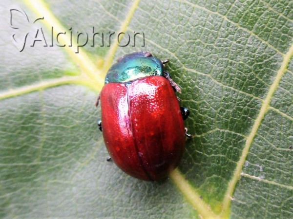 Chrysomela tremulae