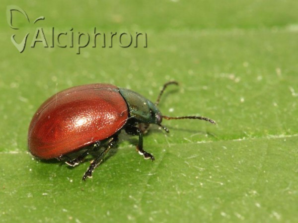 Chrysomela tremulae