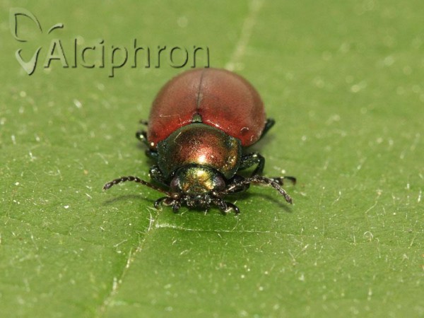 Chrysomela tremulae
