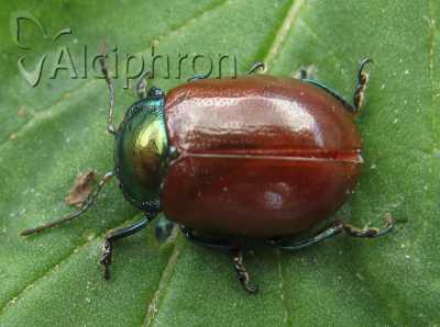 Chrysomela tremulae