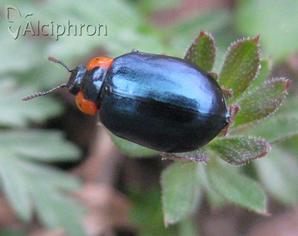 Chrysomela collaris