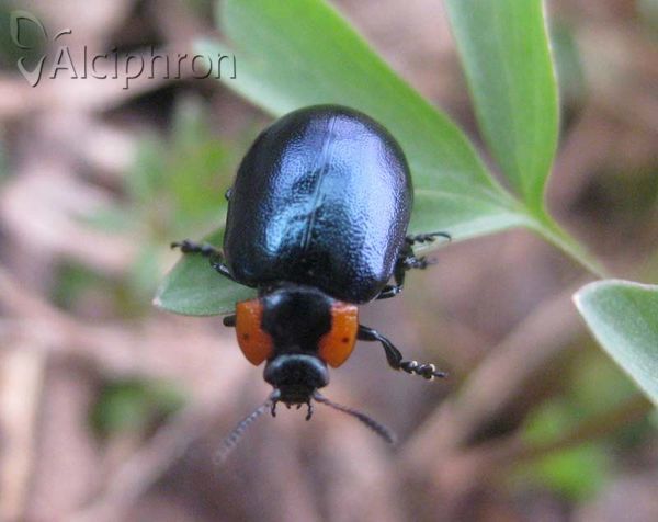 Chrysomela collaris