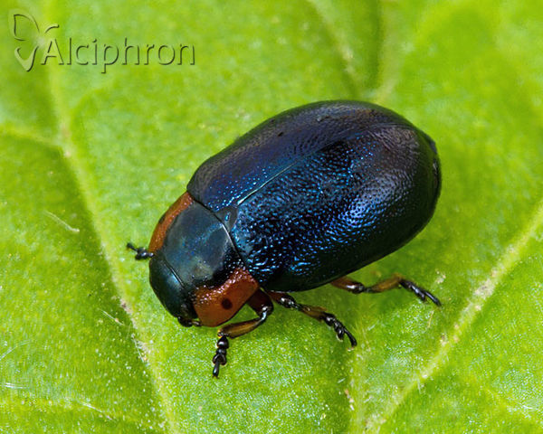 Chrysomela collaris