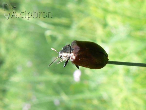 Chrysomela cuprea