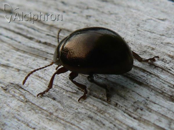Chrysomela cuprea