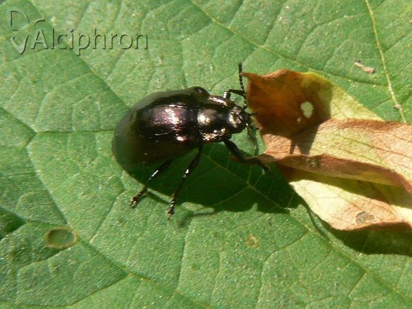 Chrysomela cuprea