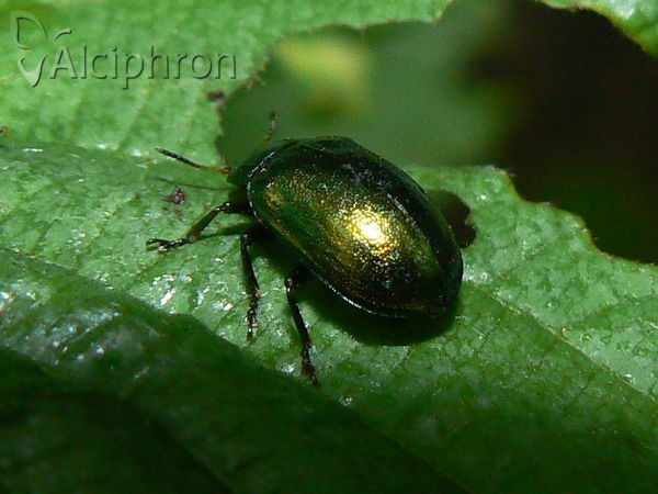 Chrysomela cuprea