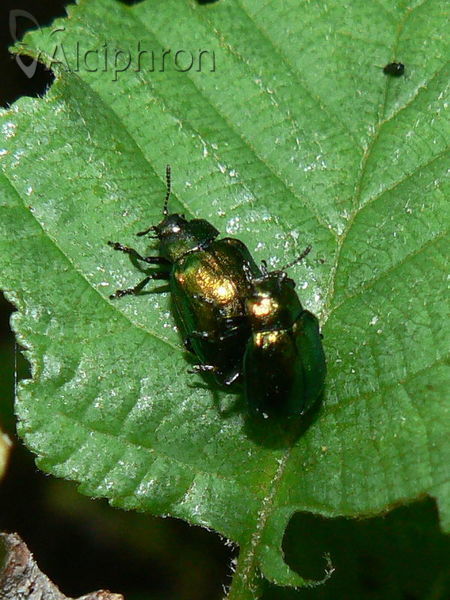 Chrysomela cuprea