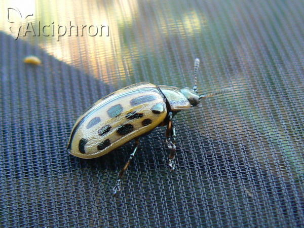Chrysomela vigintipunctata