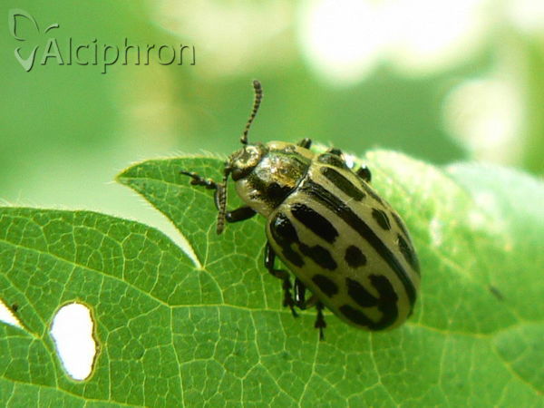 Chrysomela vigintipunctata