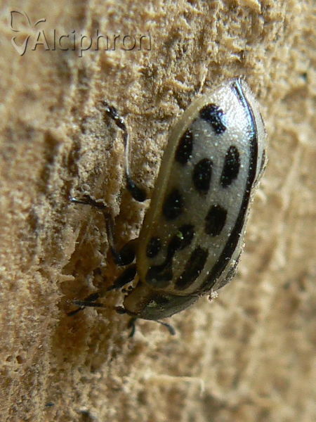 Chrysomela vigintipunctata