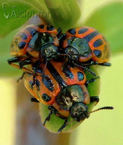 Chrysomela vigintipunctata