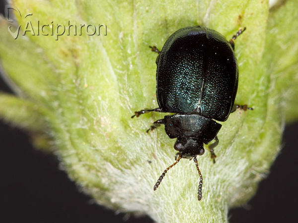 Plagiodera versicolora