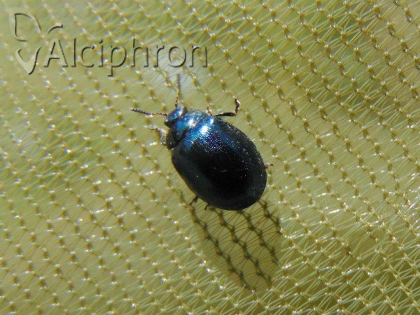Plagiodera versicolora