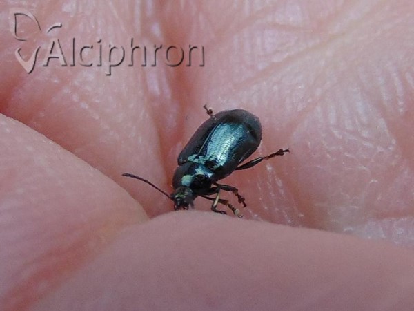 Phratora vulgatissima