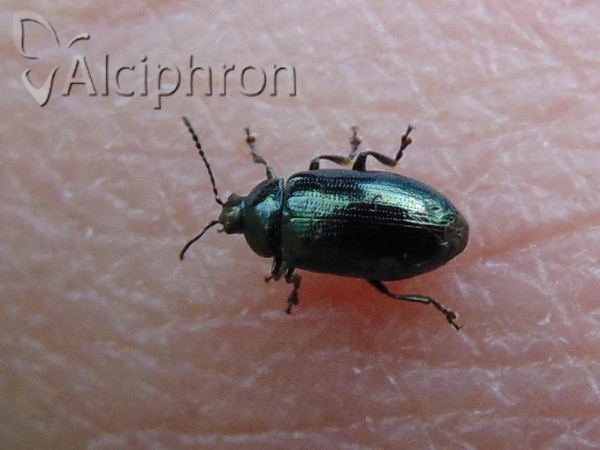 Phratora vulgatissima
